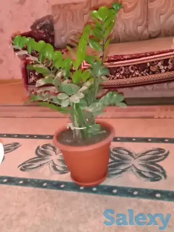 Цветок Замиокулькас Замиа, фотография 1