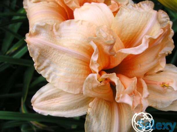 Лилейник дабл дрим, фотография 1