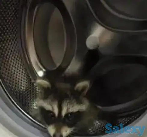 Ремонт стиральных машин в Астане (Нур-Султан) на дому от 3000 тенге! Частный мастер, фотография 10