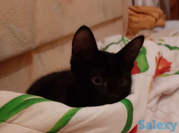 Котенок рочно ищет дом, фотография 1