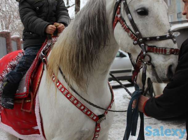 Конь белый, фотография 8
