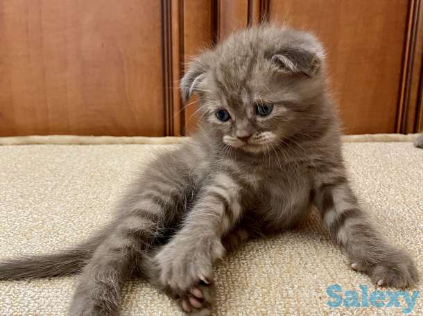 Котята вислоухие, фотография 2