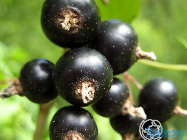 Смородина Загадка черная, фотография 1