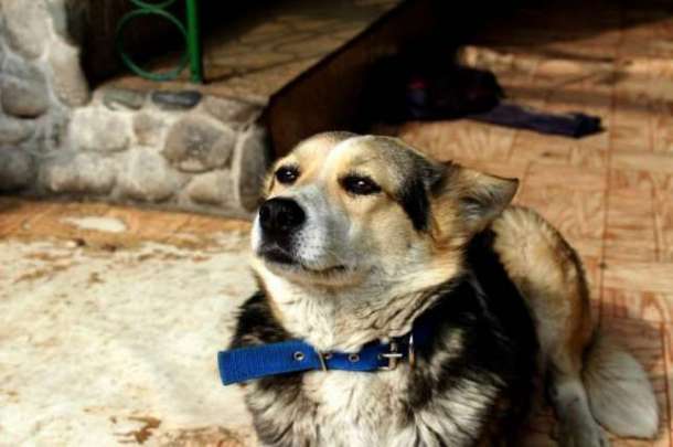 Отдаем в добрые руки Лику, фотография 2