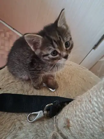 Отдаю домашних котят, фотография 2