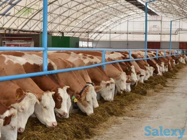 Теплицы на любой вкус, фотография 5