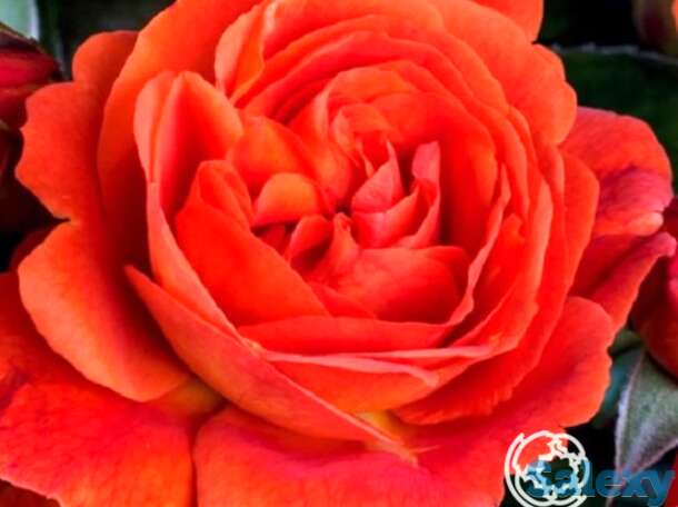 Роза монинг сан, тантау, фотография 1