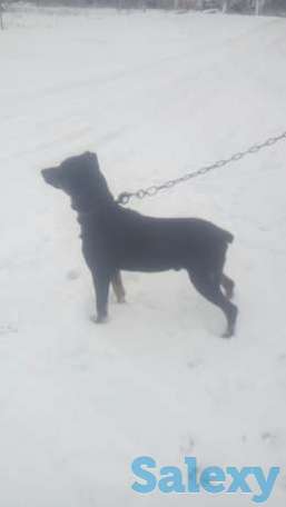 Продам, фотография 1