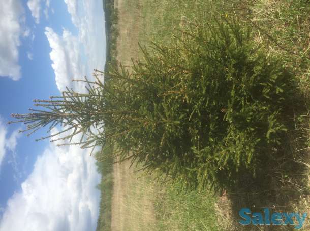 Саженцы крупномеры ель, сосна, береза, фотография 3