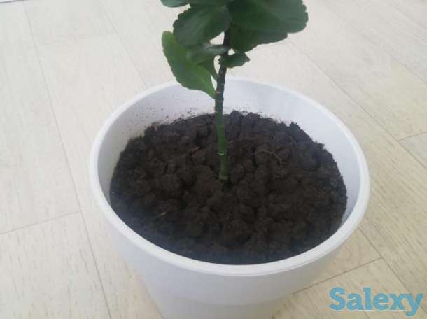 Продажа  комнатные цветы, фотография 2