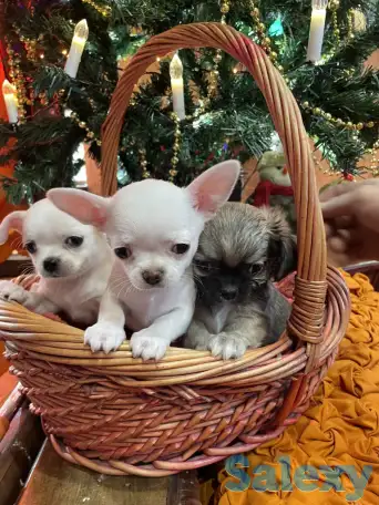 Чихуахуа. Щенки готовы к продаже., фотография 1