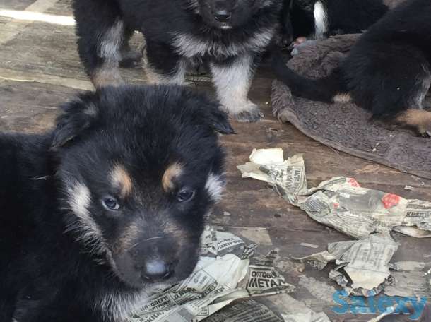 Продаю щенков ВЕО нахожусь в районе Калкамана, фотография 2