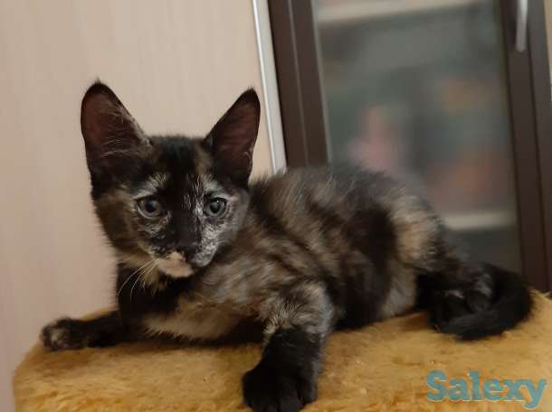 котенок срочно ищет дом, фотография 2