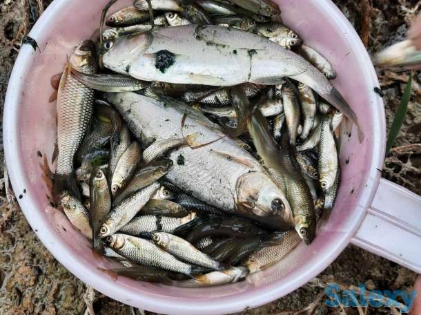 Продам малёк Амура и толстолоба, фотография 1