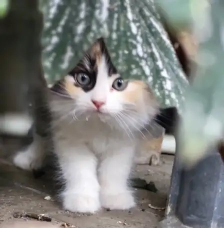 Очаровательные котята - в добрые руки, фотография 1