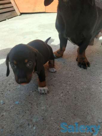 Продаются щенки стандартной гладкошерстной таксы, фотография 3