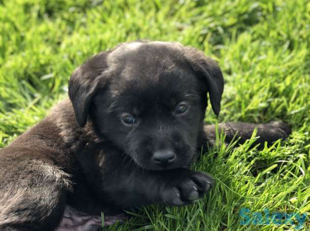 Продам щенков лабродора, фотография 4