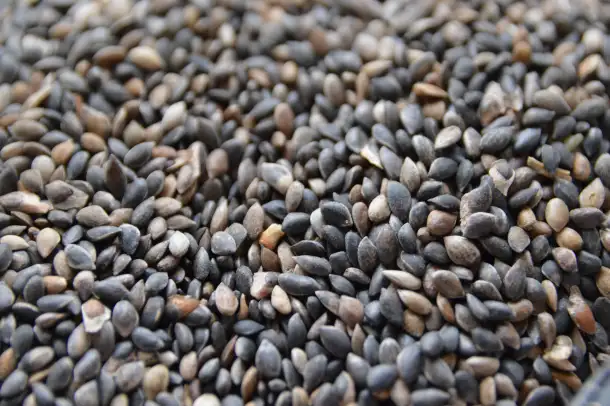 Семена сосны обыкновенной, фотография 2