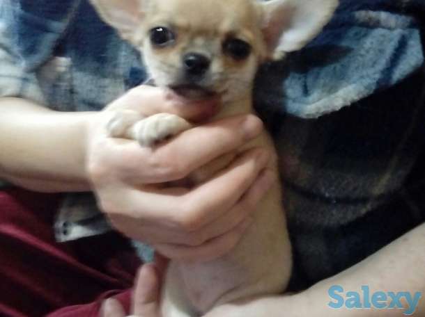 Щенки чихуахуа,девочки., фотография 1