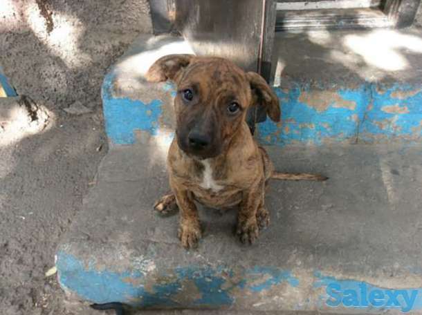 Мощный питбуль, фотография 1