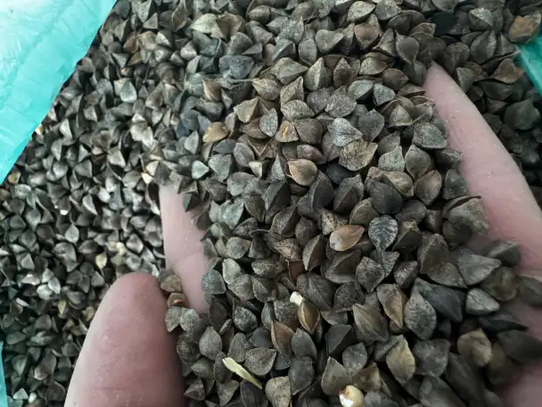 Гречиха, фотография 1