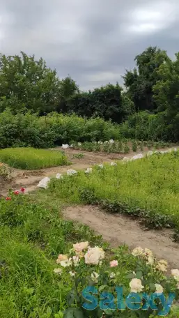 Дача 15 соток, Алматинская область, Талгарский район, с.о. Кендалинский, с. Кендала, с/т Медик-, фотография 9