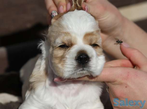 Американский кокер спаниель, фотография 6