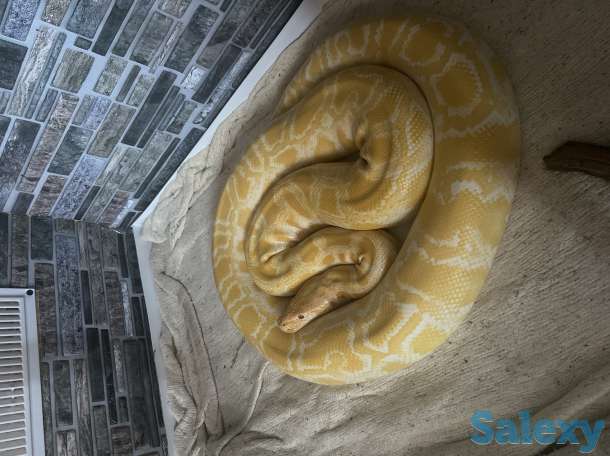 Змеи девочка и мальчик, фотография 1