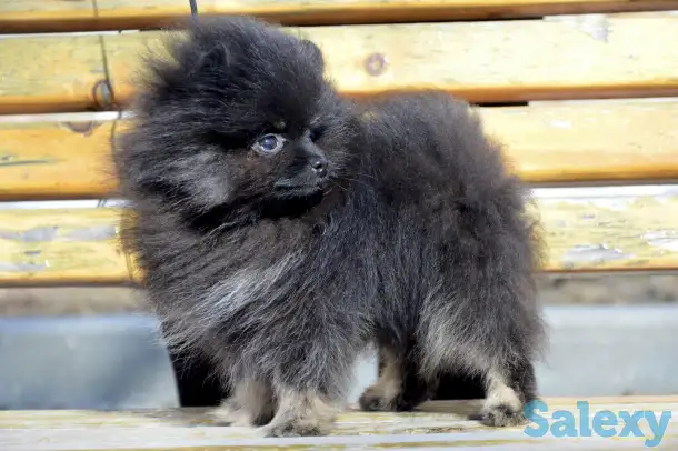 Щенки померанского шпица, фотография 7