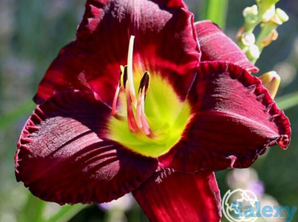 Лилейник бела лугоси, фотография 1