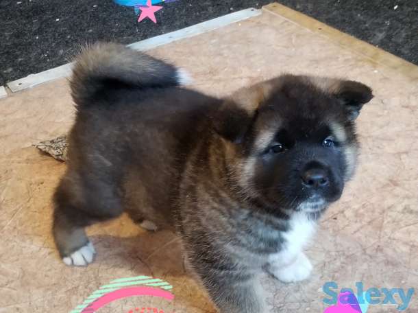 продам щенков Американская акита, фотография 2