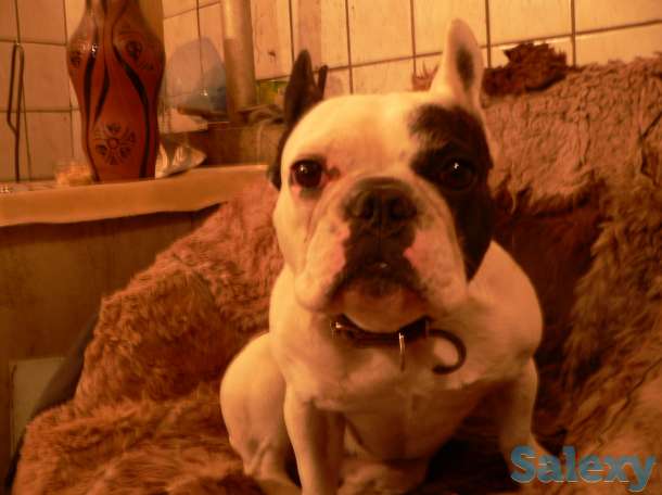 ищу кобеля для случки, фотография 1