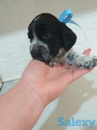 Готовятся к продаже щенки Русского спаниеля, фотография 5