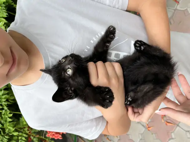 Отдам 1.5месячных котят в добрые руки, фотография 1