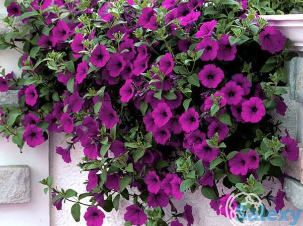 Семена Петуния Опера Суприм Парпл F1, фотография 1