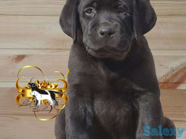 Щенки лабрадора,питомник,документы., фотография 2