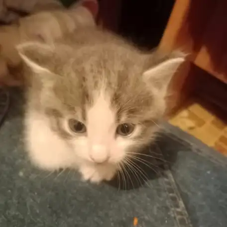 Отдам котят в хорошие добрые руки., фотография 2