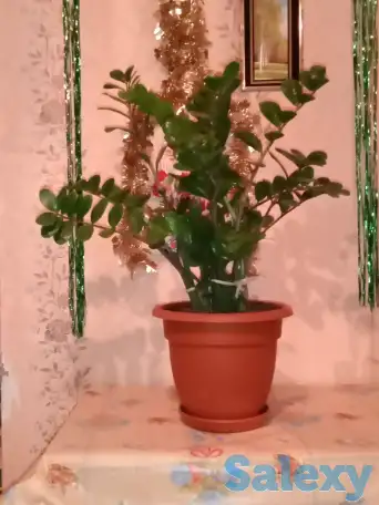 Цветок Замиокулькас Замиа, фотография 2