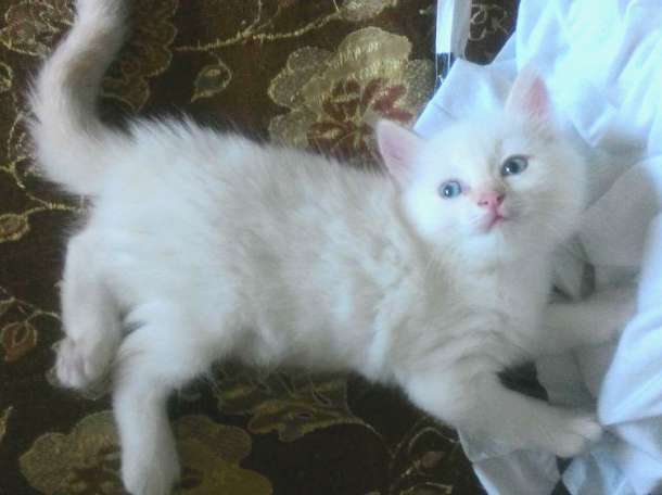 Котята в хорошие руки, фотография 3