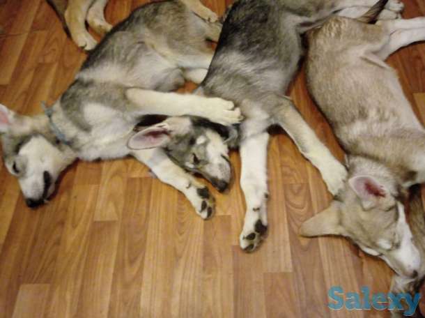 Щенки собаки Сарлоса (Saarloos Wolfdogs), фотография 11