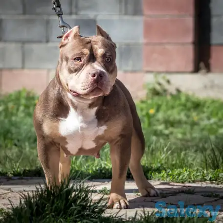 Американский булли, фотография 7