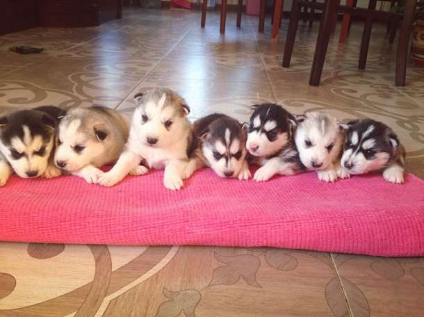 Продам щенки Сибирской Хаски, фотография 1