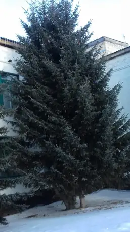 Озеленение и благоустройство территорий, фотография 3