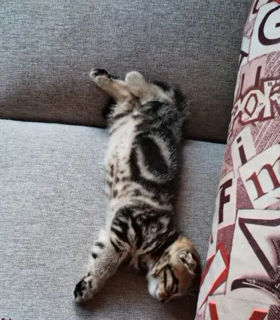 Продаются Шотландские котята, фотография 4