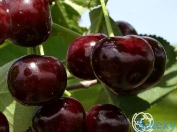 Вишня путинка, фотография 1