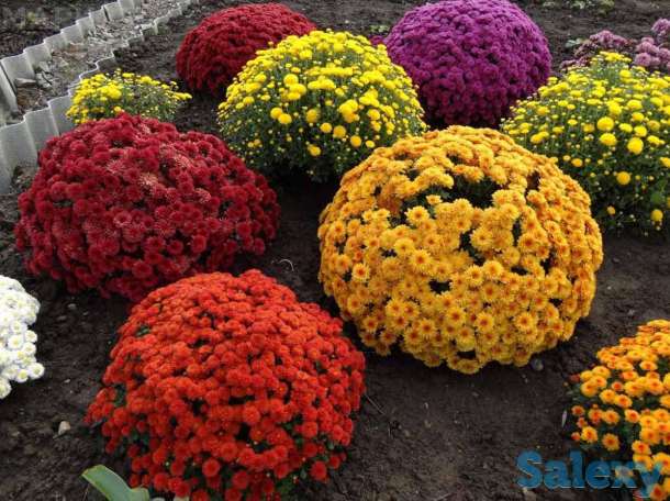 Продажа хризантема, фотография 2