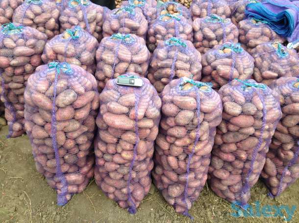 Продажа Картофеля Гала и Ред Леди 9.50 руб., фотография 5