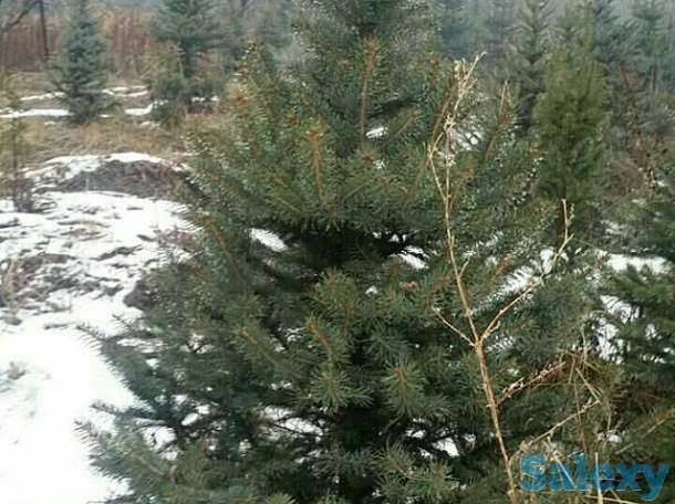 Живые елки, фотография 1