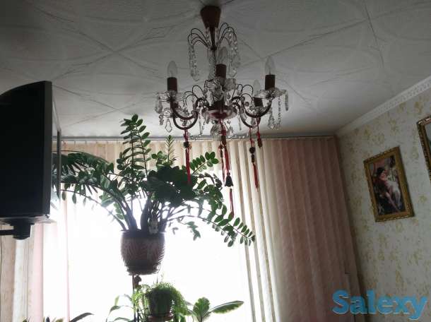 Продам цветок заомиокулькас долларовое, фотография 1