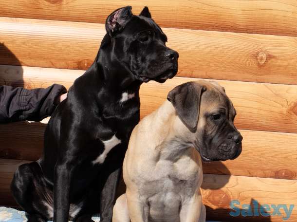 Щенки Бульмастифа, фотография 4